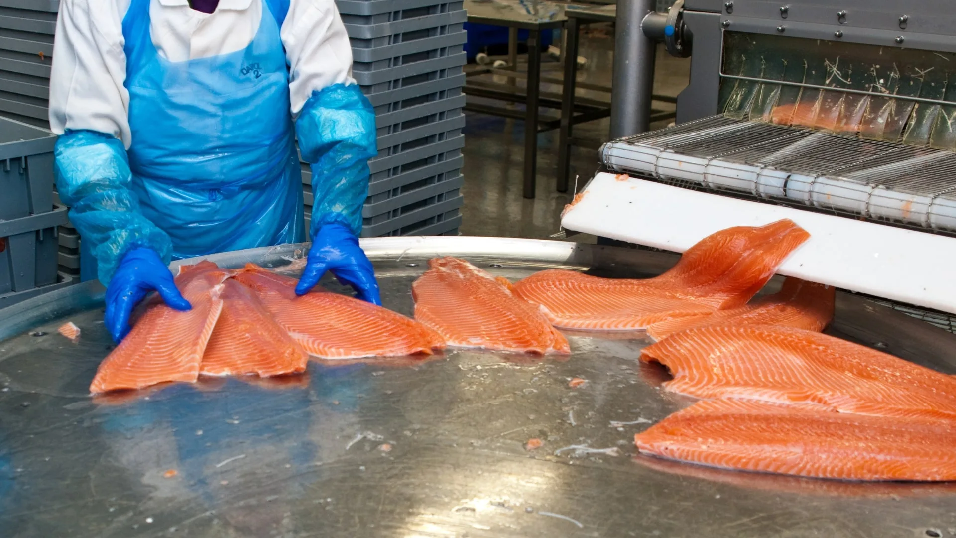 Export-grade Namibian hake fillets